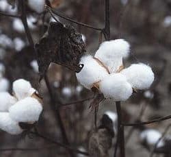 AQF_Chinese-cotton-policy